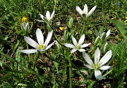 10 Fiori bianchi di latte di gallina (Ornithogalum umbellatum)